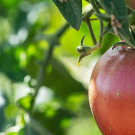 Tomato growing on the vine at the UC Davis Student Farm.
