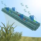 This graphic depicts cellulose that are structural components of plants that are being broken down into simple sugars by enzymes. (Graphic by Jennifer Nill)