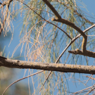 The adult tree swallow looks on during the bird banding and measurement of birds in the Putah Creek Nesting Box Highway research project.