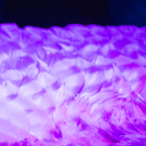 A feathered bird wing.