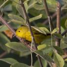 Yellow warblers are found throughout North America and fly to Central and South America for winter. Rachael Bay, assistant professor of evolution and ecology at UC Davis, and colleagues have found that individual birds show preferences for drier or wetter environments throughout the year and that this preference can be predicted from their genetics. (Jonathan Eisen)