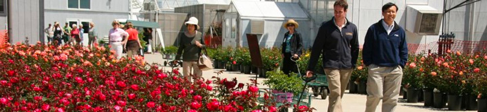 people walking through rose garden