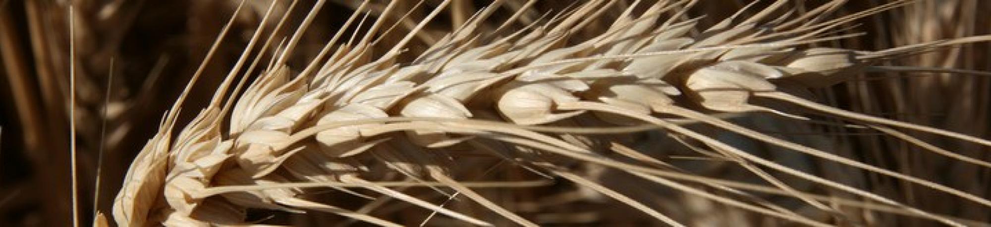 one strand of wheat