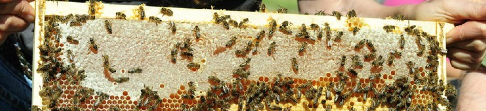 honeycomb