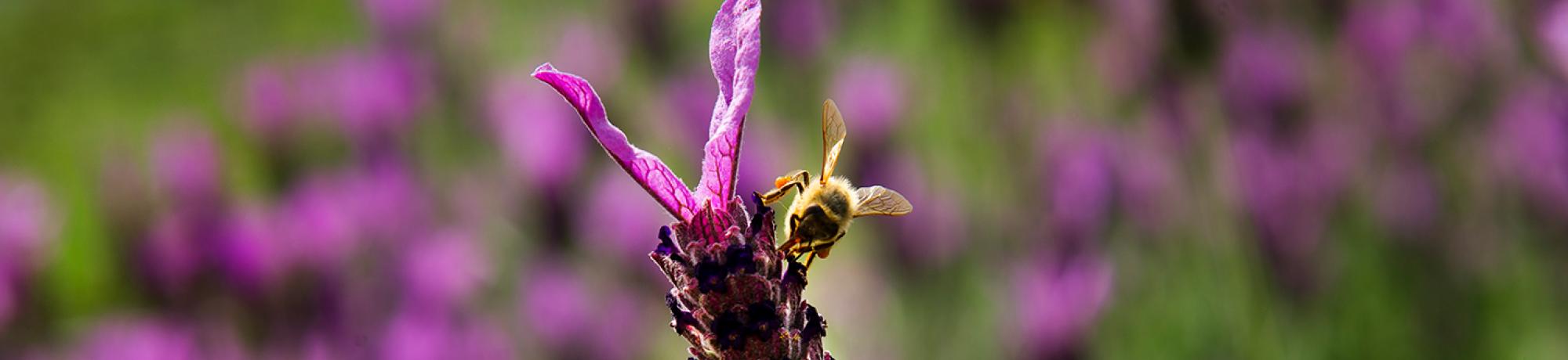 bee on flower