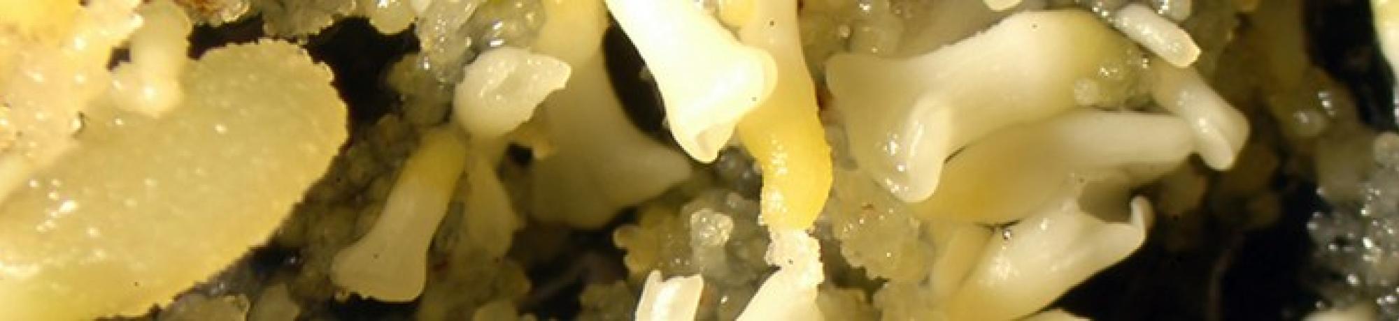 plant under scope