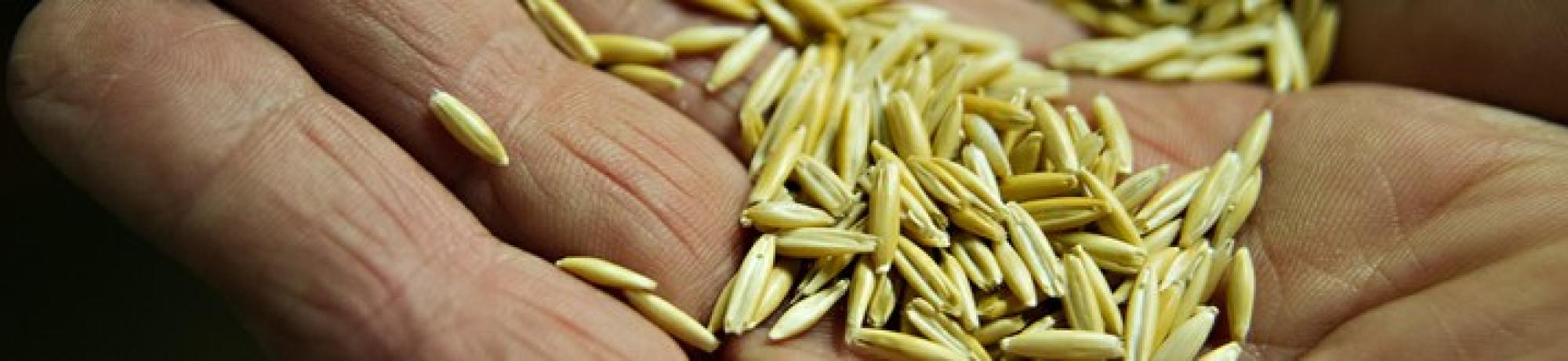 seeds
