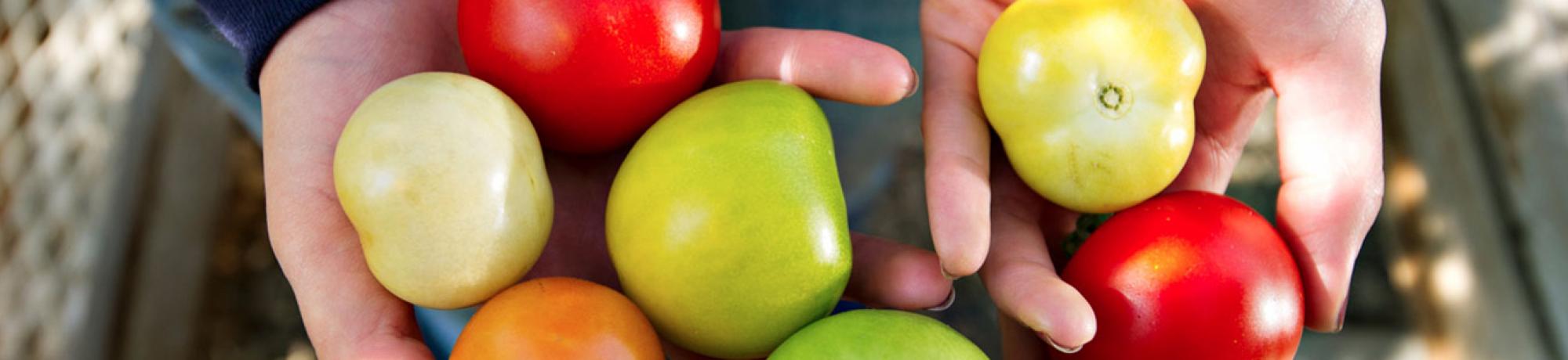 hand holding fruits