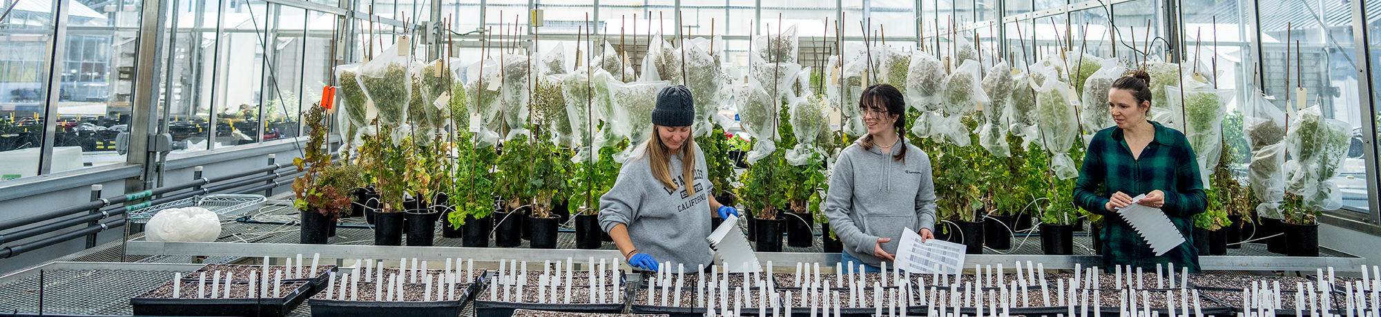 Three people working planting seeds in a greenhouse.