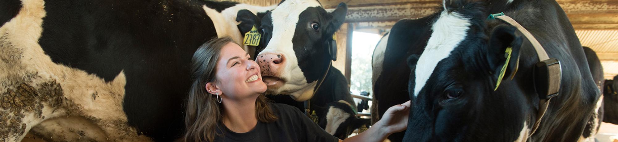 Student in the dairy barn with cows