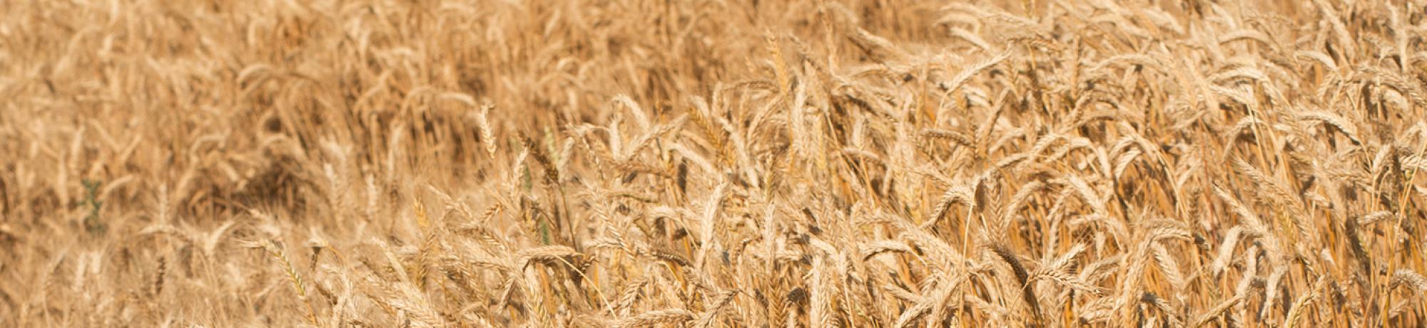A field of wheat.