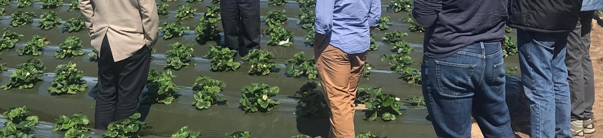People in a field