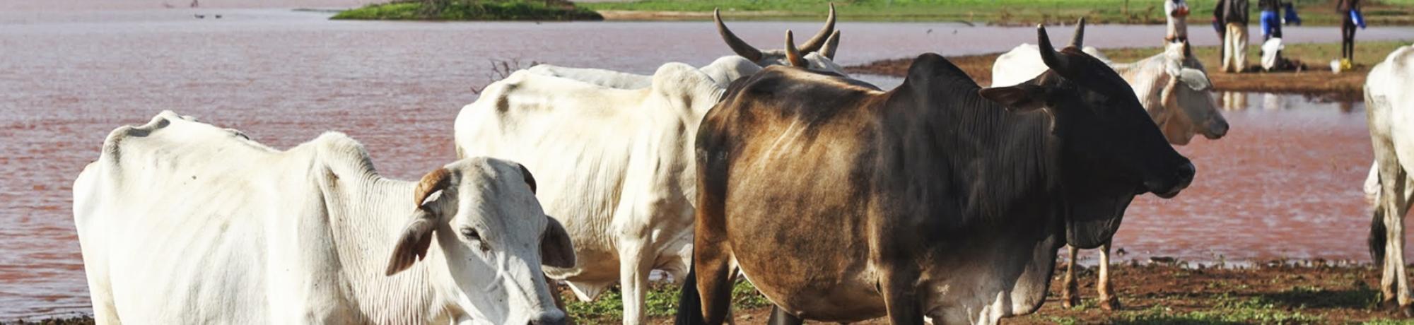 Cows