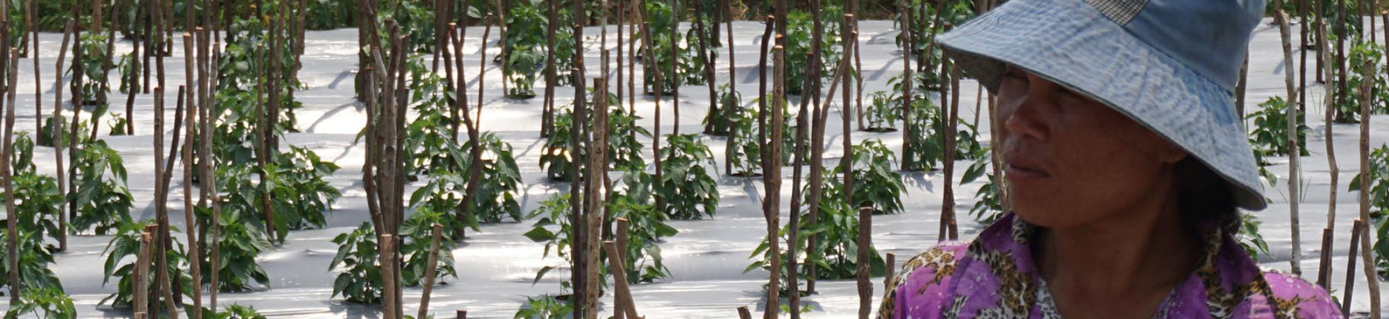 Plants growing
