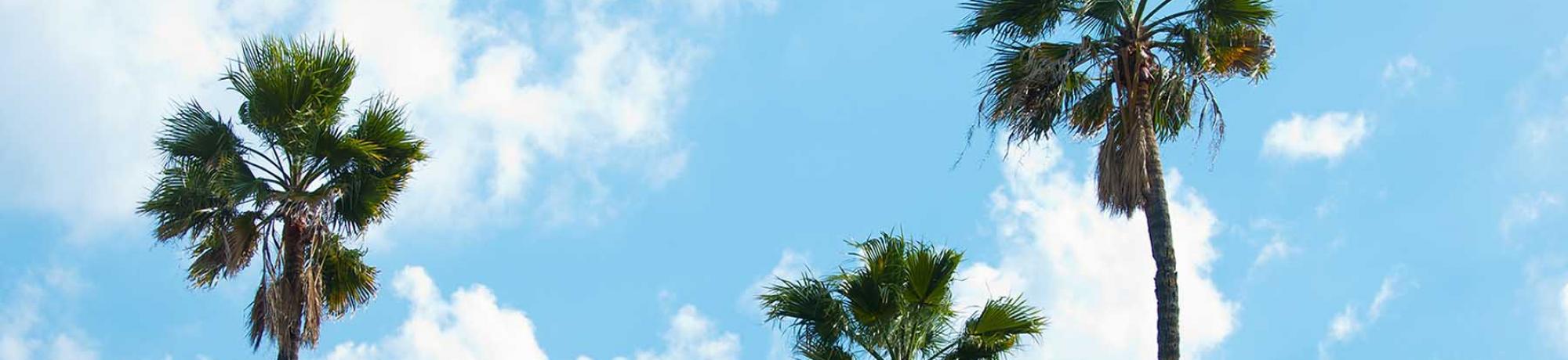 Palm trees