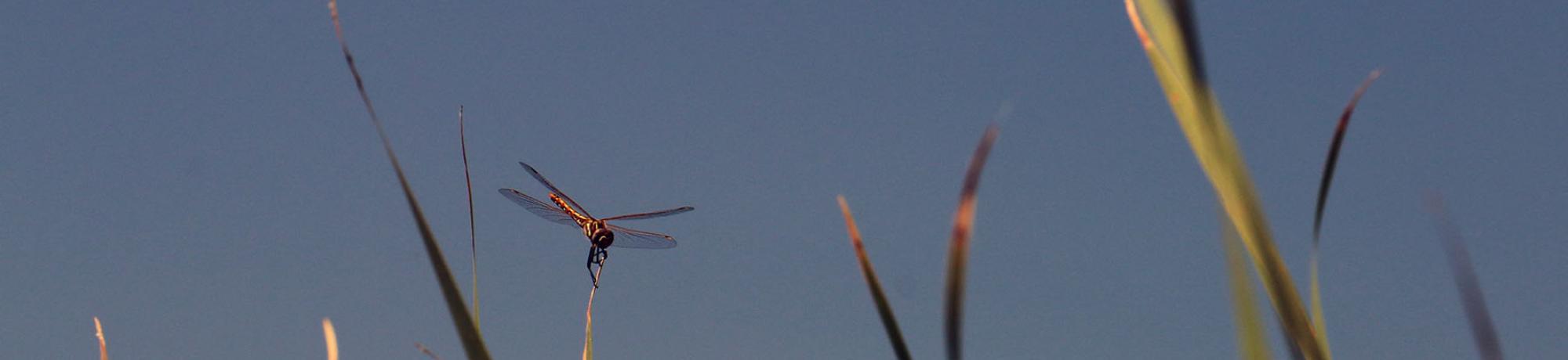 Bug