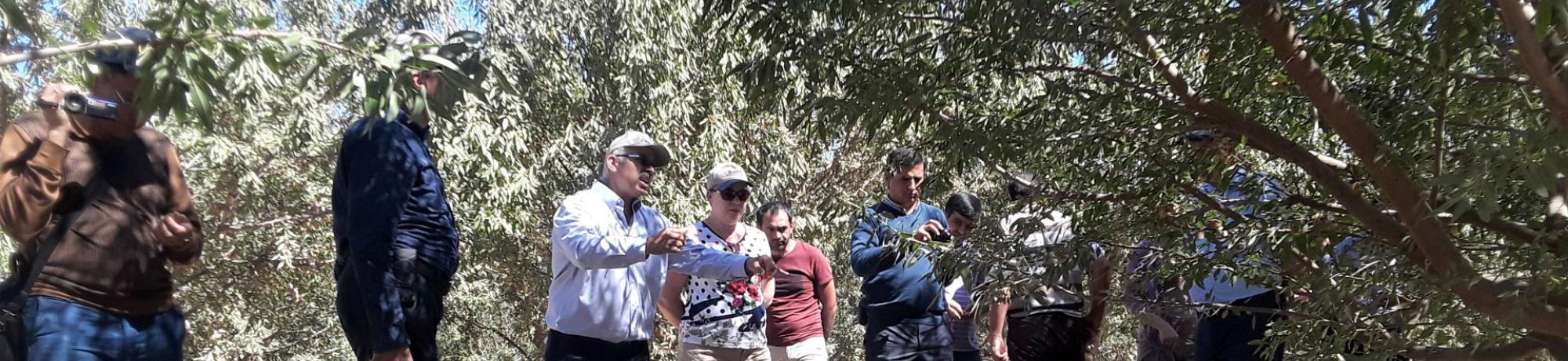 training in an almond orchard