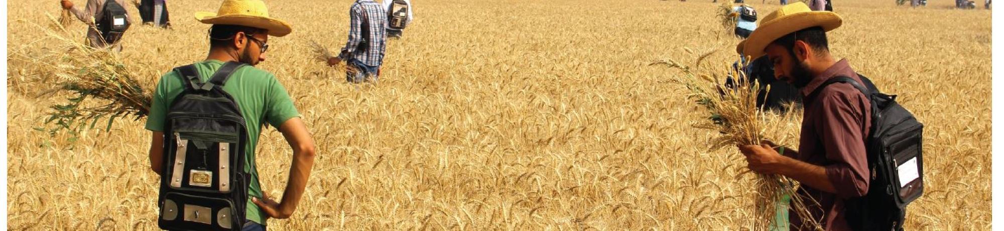men standing in wheat