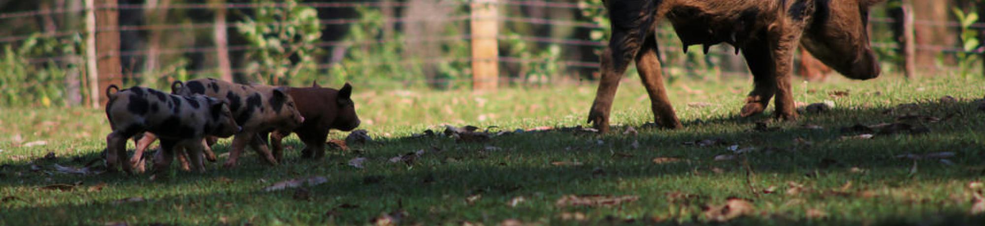mama and baby pigs