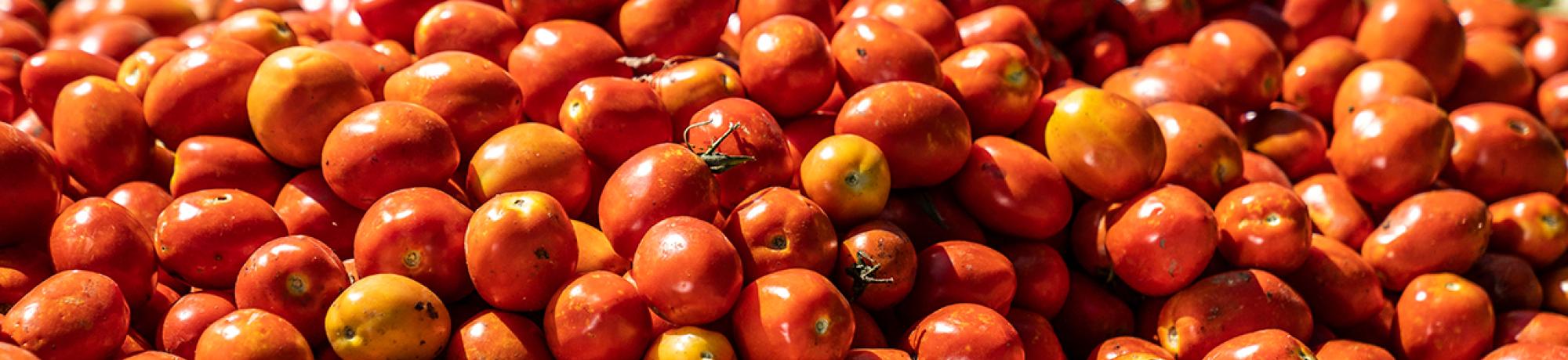 Tomatoes in a pile