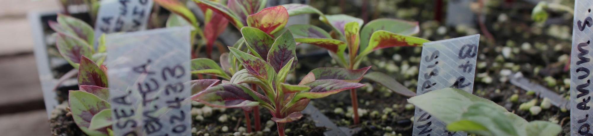 Seedlings grow in containers.