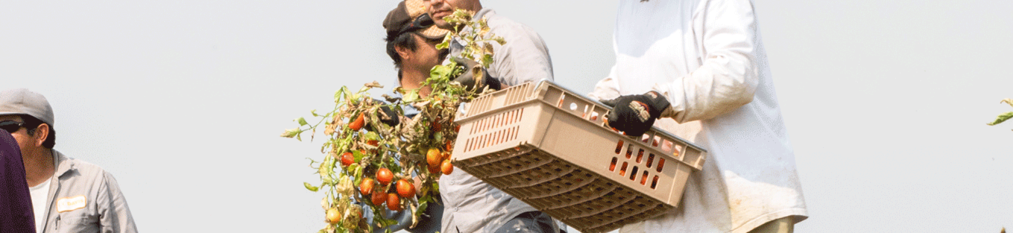 Tomatoes harvested at Russell Ranch.