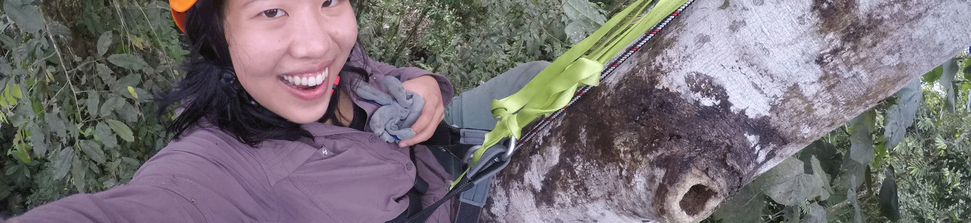 Alison Ke from high up in a tree in Ecuador. (Alison Ke /UC Davis)