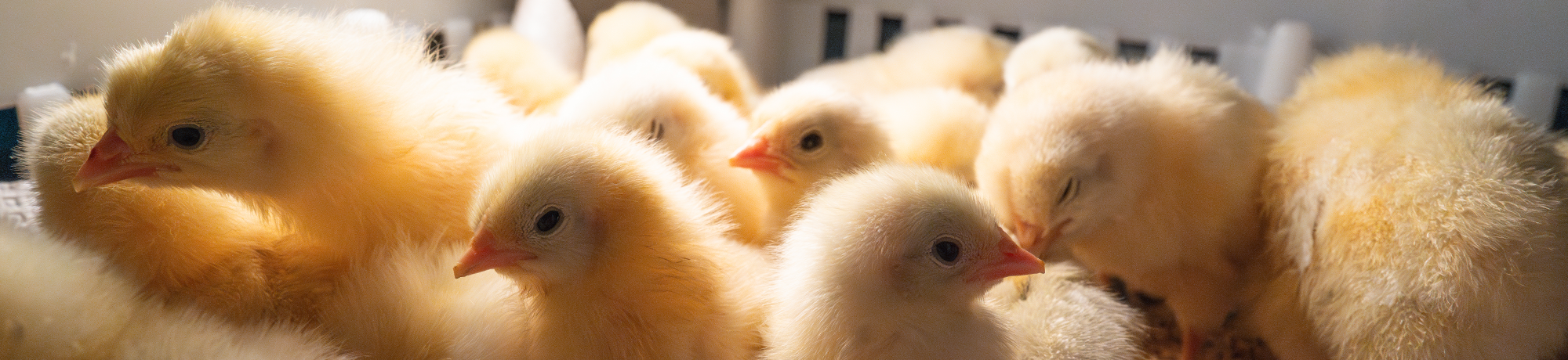 Baby chicks huddled together.