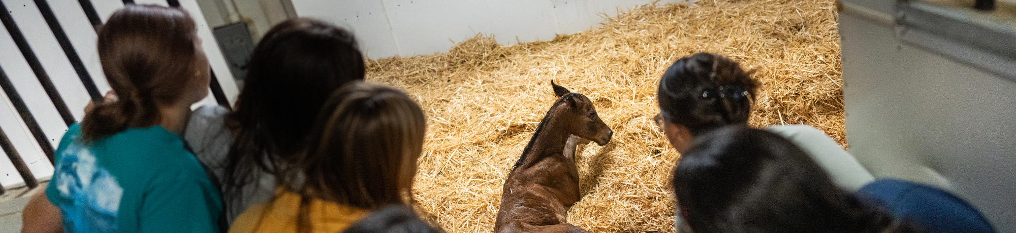Students gather to watch a baby foal.