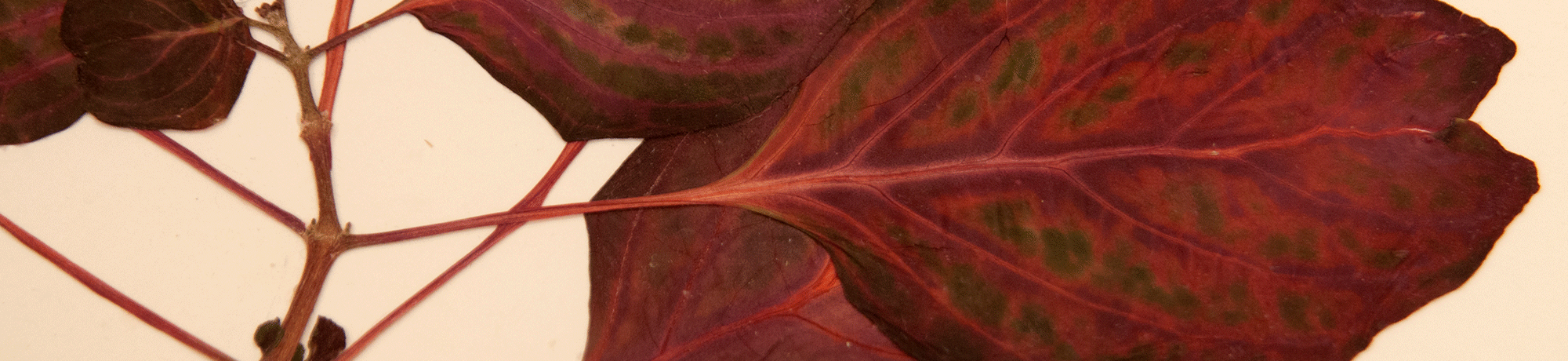 Iresine herbstil amaranthaceae brazil is framed and is part of the Sustainability Conference at the Center for Plant Diversity.