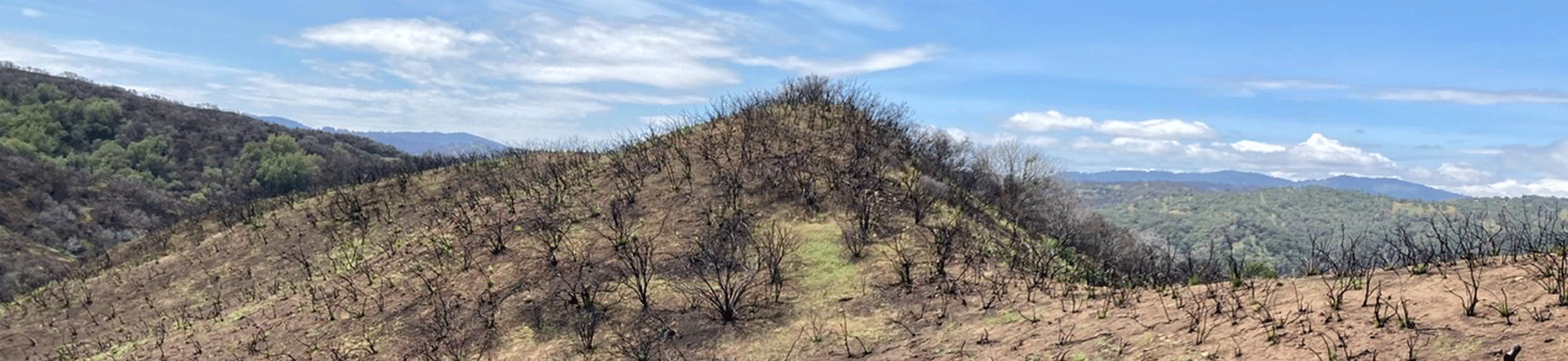 Quail Ridge Chaparral