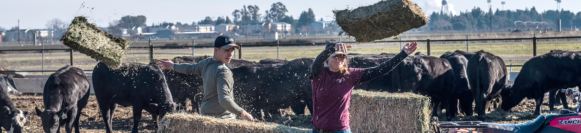Two students throw feed to cows.