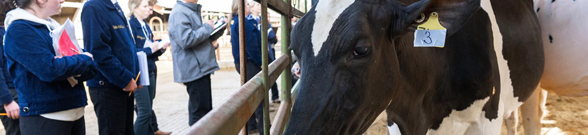 A cow being judged at Field Day.