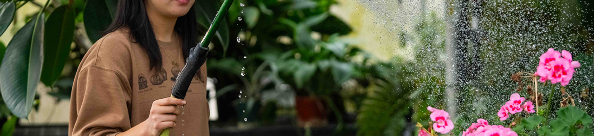 Agricultural and Environmental Technology major Emily Chung  waters plants in the Pat J. Brown lab. (Elyssa Lieu/UC Davis)