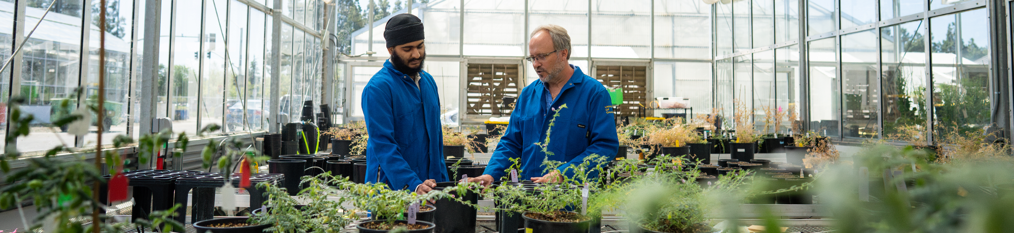 Two people work together on plants in a greenhouse.