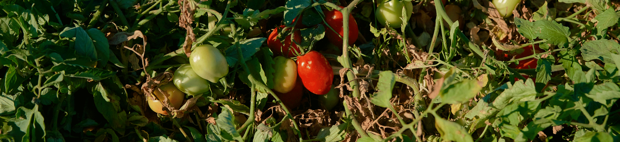Tomatoes growing on vines.