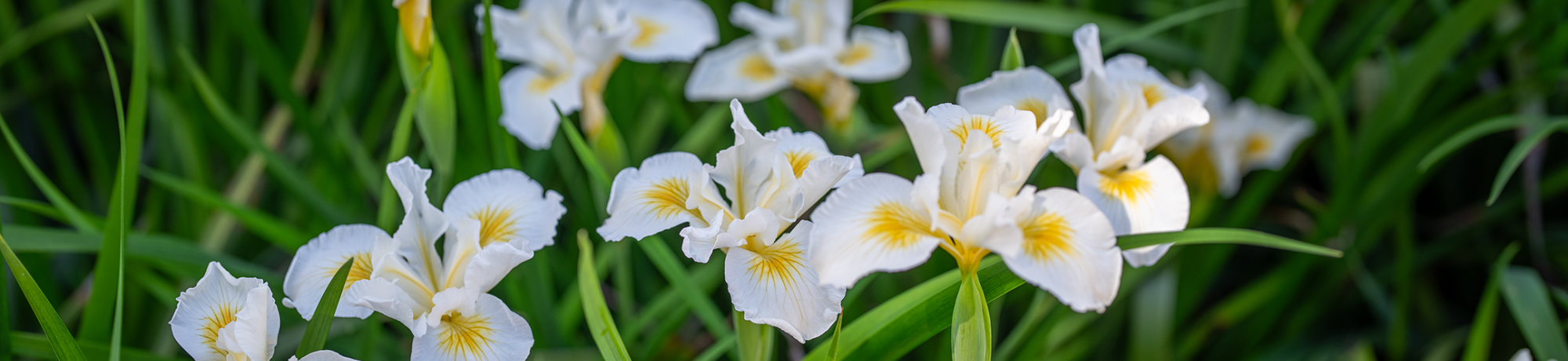 A field of white irises.