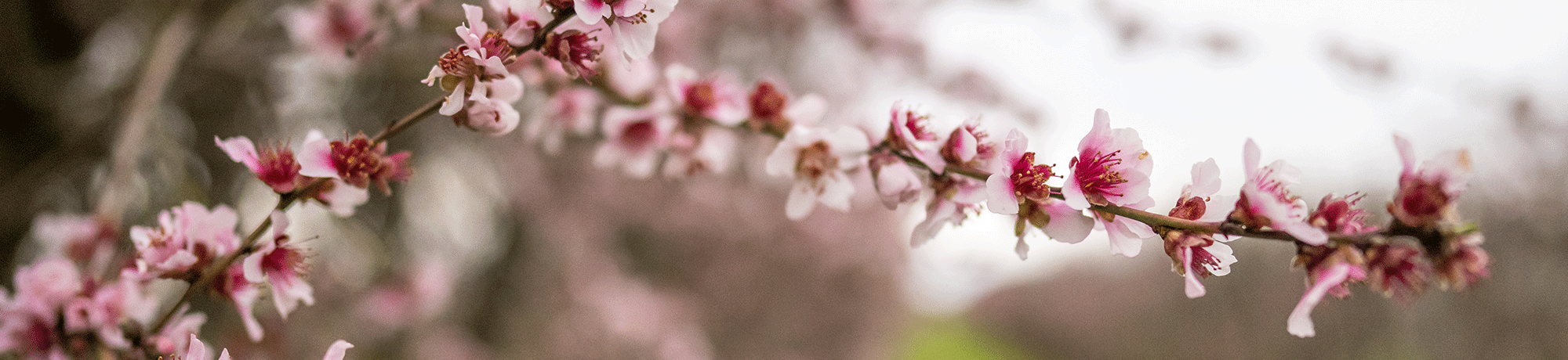 Almond blossoms bloom on branches in a UC Davis orchard.