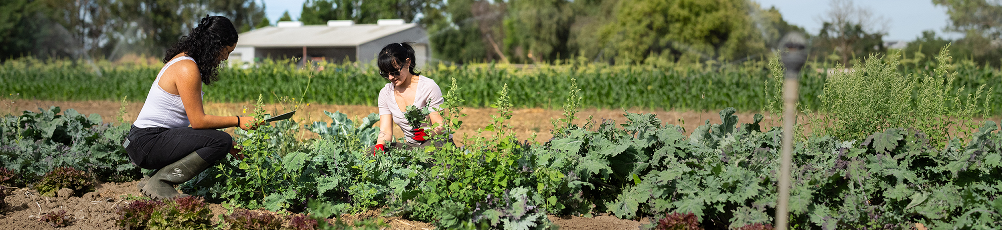 Two people harvest produce at a farm.
