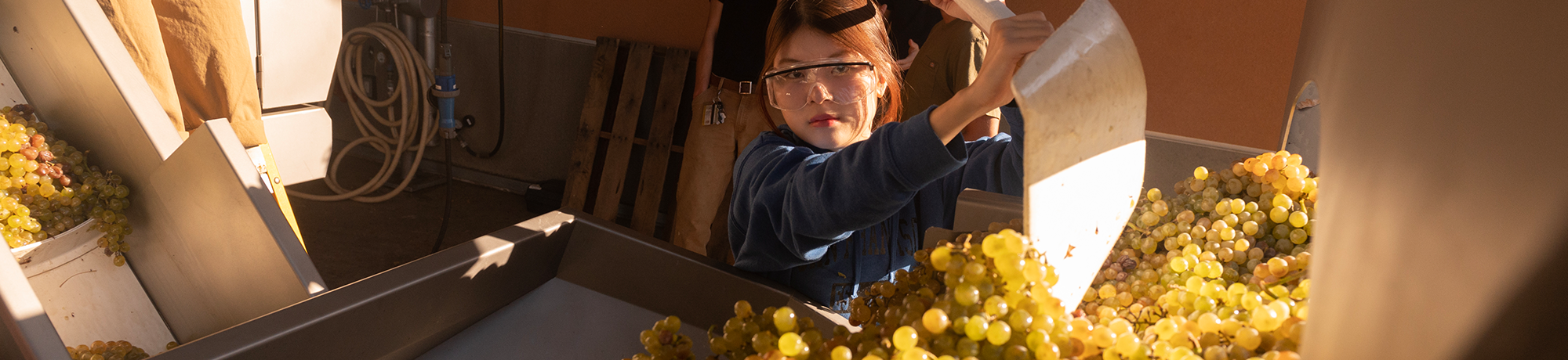 A person uses a shovel to push grapes into a machine.