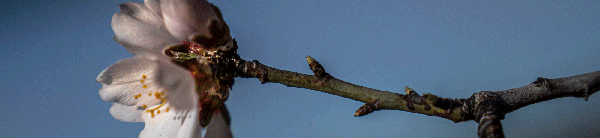 A almond blossom on a tree.
