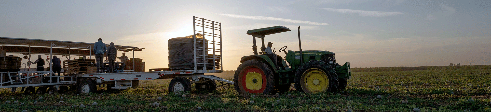 A tractor carries people working at a melon harvest.