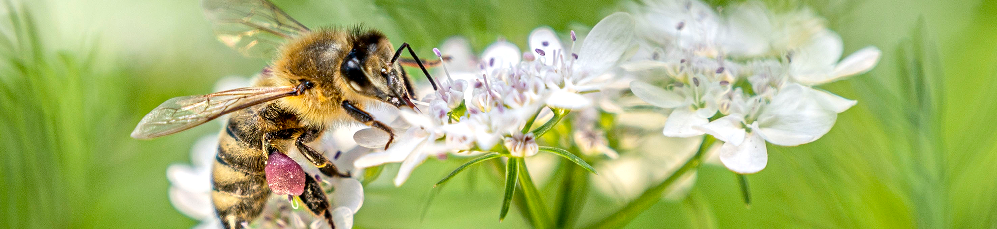 A honey bee pollinates cilantro blossoms at the Ecological Garden at the UC Davis Student Farm on Friday, April 15, 2021.