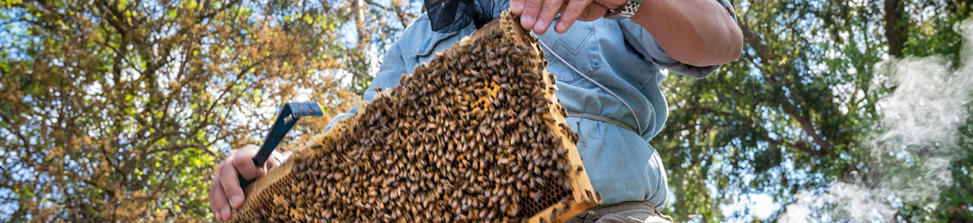 Staff Research Associate Bernardo Niño checks on bee colonies March 19 at the Harry H. Laidlaw Jr. Honey Bee Research Facility on Bee Biology Road. It is the largest and most comprehensive state-supported apiculture facility in North America and the only one in California.