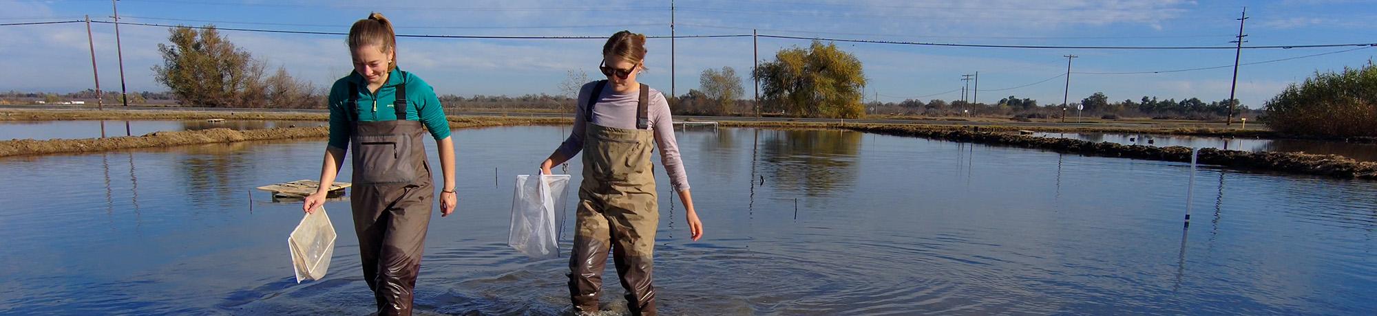 Two researchers holding nets in waders walking through a flooded field.