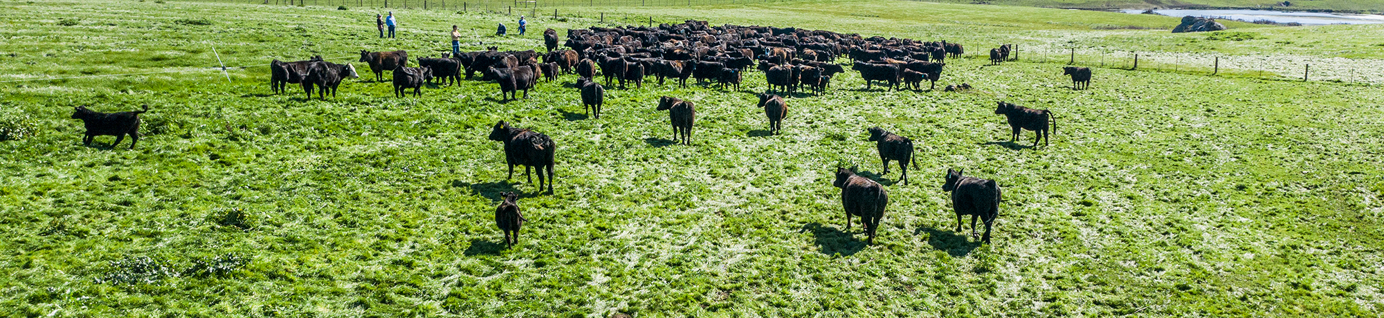 Cattle at Stemple Creek Ranch in Petaluma on Tuesday, February 26, 2020.