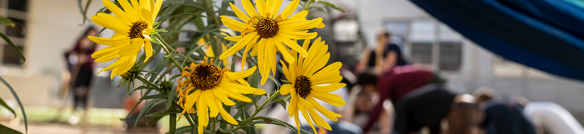Daisies in the foreground with students working in the background.