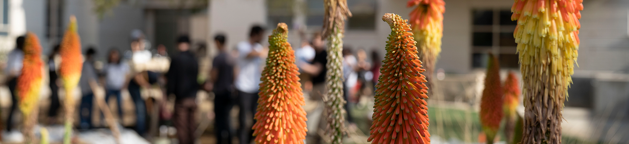 Flowers in the foreground with students working with in the background.