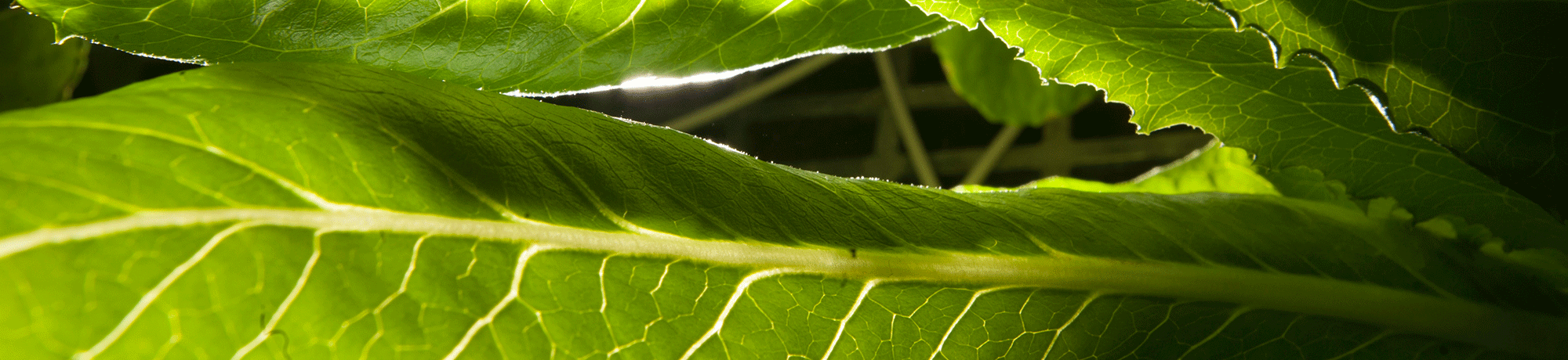 Lettuce leaf