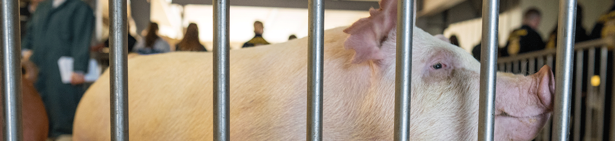 A pig behind a cage.